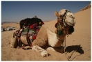 Friendly Camel - Wadi Rum Desert Tours