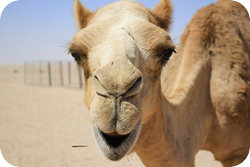 Wadi Rum Desert Tours Camel